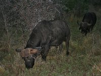 maudoc.com • African Buffalo - Bufalo cafro - Syncerus caffer •  IMG_7560.jpg   Krüger Park : Bufalo