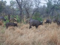maudoc.com • African Buffalo - Bufalo cafro - Syncerus caffer •  IMG_7570.jpg   Kruger NP, South Africa : Bufalo