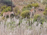 maudoc.com • Eland - Antilope alcina - Taurotragus oryx •  IMG_1430.jpg : Kudu