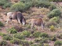 Eland - Antilope alcina - Taurotragus oryx