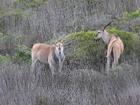 maudoc.com • Eland - Antilope alcina - Taurotragus oryx •  IMG_1761.jpg   West Coast NP, South Africa : Antilope alcina - Eland