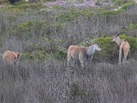 maudoc.com • Eland - Antilope alcina - Taurotragus oryx •  IMG_1762.jpg   West Coast NP, South Africa : Antilope alcina - Eland