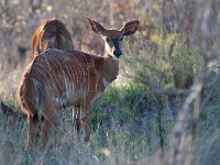 maudoc.com • Nyala - Tragelaphus angasii •  IMG_0221.jpg : Nyala