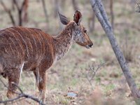 maudoc.com • Nyala - Tragelaphus angasii •  IMG_9453.jpg : Nyala