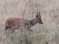 maudoc.com • Bushbuck - Tragelafo striato - Tragelaphus scriptus •  IMG_9693.jpg : Tragelafo striato - Bushbuck