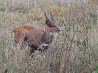 maudoc.com • Bushbuck - Tragelafo striato - Tragelaphus scriptus •  IMG_9695.jpg : Tragelafo striato - Bushbuck