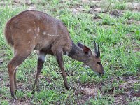 Bushbuck - Tragelafo striato - Tragelaphus scriptus