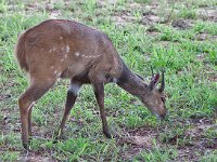 maudoc.com • Bushbuck - Tragelafo striato - Tragelaphus scriptus •  IMG_9971.jpg : Tragelafo striato - Bushbuck