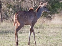 maudoc.com • Greater Kudu - Cudù maggiore - Tragelaphus strepsiceros •  IMG_0177.jpg : Kudu