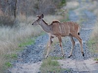 maudoc.com • Greater Kudu - Cudù maggiore - Tragelaphus strepsiceros •  IMG_0224.jpg : Kudu