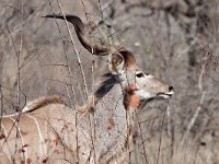 maudoc.com • Greater Kudu - Cudù maggiore - Tragelaphus strepsiceros •  IMG_0343.jpg : Kudu