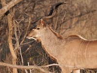 Greater Kudu - Cudù maggiore - Tragelaphus strepsiceros