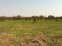 maudoc.com • Greater Kudu - Cudù maggiore - Tragelaphus strepsiceros •  IMG_2991.jpg : Kudu