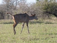 maudoc.com • Greater Kudu - Cudù maggiore - Tragelaphus strepsiceros •  IMG_7747.jpg : Kudu