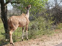 maudoc.com • Greater Kudu - Cudù maggiore - Tragelaphus strepsiceros •  IMG_7854.jpg : Kudu