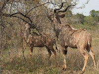 maudoc.com • Greater Kudu - Cudù maggiore - Tragelaphus strepsiceros •  IMG_7906.jpg : Kudu