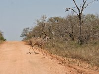 maudoc.com • Greater Kudu - Cudù maggiore - Tragelaphus strepsiceros •  IMG_7908.jpg : Kudu