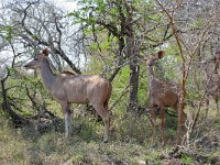 maudoc.com • Greater Kudu - Cudù maggiore - Tragelaphus strepsiceros •  IMG_7913.jpg : Kudu