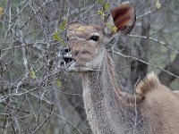 maudoc.com • Greater Kudu - Cudù maggiore - Tragelaphus strepsiceros •  IMG_9752.jpg : Kudu