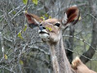 maudoc.com • Greater Kudu - Cudù maggiore - Tragelaphus strepsiceros •  IMG_9753.jpg : Kudu