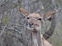 maudoc.com • Greater Kudu - Cudù maggiore - Tragelaphus strepsiceros •  IMG_9754.jpg : Kudu