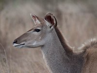 maudoc.com • Greater Kudu - Cudù maggiore - Tragelaphus strepsiceros •  IMG_9755.jpg : Kudu