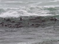 maudoc.com • Cape Fur Seal - Otaria orsina del Capo - Arctocephalus pusillus •  IMG_1130.jpg : Otaria del Capo - Cape Fur Seal