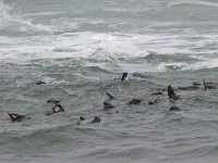 maudoc.com • Cape Fur Seal - Otaria orsina del Capo - Arctocephalus pusillus •  IMG_1131.jpg : Otaria del Capo - Cape Fur Seal