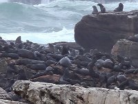 Cape Fur Seal - Otaria orsina del Capo - Arctocephalus pusillus