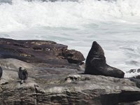 maudoc.com • Cape Fur Seal - Otaria orsina del Capo - Arctocephalus pusillus •  seal2.jpg