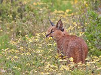 maudoc.com • Caracal - Caracal - Caracal caracal •  IMG_1814.jpg : Caracal