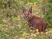 maudoc.com • Caracal - Caracal - Caracal caracal •  IMG_1815.jpg : Caracal