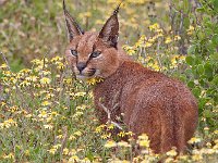 maudoc.com • Caracal - Caracal - Caracal caracal •  IMG_1816.jpg : Caracal