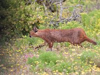 maudoc.com • Caracal - Caracal - Caracal caracal •  IMG_1825.jpg : Caracal