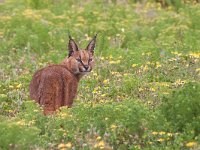 maudoc.com • Caracal - Caracal - Caracal caracal •  IMG_1827.jpg : Caracal