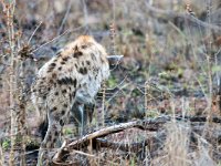 Spotted Hyena - Iena maculata - Crocuta crocuta