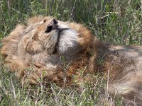 maudoc.com • African Lion - Leone - Panthera leo •  IMG_0810.jpg : Leone