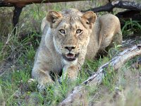 maudoc.com • African Lion - Leone - Panthera leo •  IMG_0918.jpg : Leone