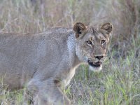 maudoc.com • African Lion - Leone - Panthera leo •  IMG_0926.jpg : Leone