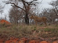 maudoc.com • African Lion - Leone - Panthera leo •  IMG_7541.jpg : Leone
