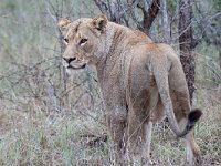 maudoc.com • African Lion - Leone - Panthera leo •  IMG_9535.jpg : Leone
