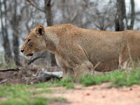 maudoc.com • African Lion - Leone - Panthera leo •  IMG_9545.jpg : Leone