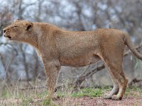 maudoc.com • African Lion - Leone - Panthera leo •  IMG_9549.jpg : Leone