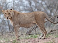 maudoc.com • African Lion - Leone - Panthera leo •  IMG_9550.jpg : Leone