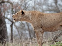 maudoc.com • African Lion - Leone - Panthera leo •  IMG_9555.jpg : Leone