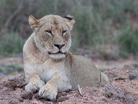 maudoc.com • African Lion - Leone - Panthera leo •  IMG_9557.jpg : Leone