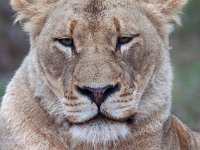 African Lion - Leone - Panthera leo