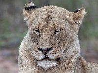 maudoc.com • African Lion - Leone - Panthera leo •  IMG_9568.jpg : Leone