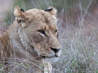 maudoc.com • African Lion - Leone - Panthera leo •  IMG_9573.jpg : Leone