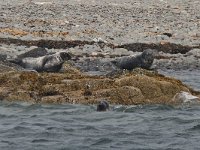 maudoc.com • Grey Seal - Foca grigia - Halichoerus grypus •  IMG_0889.jpg   Farne Islands, UK : Foca grigia